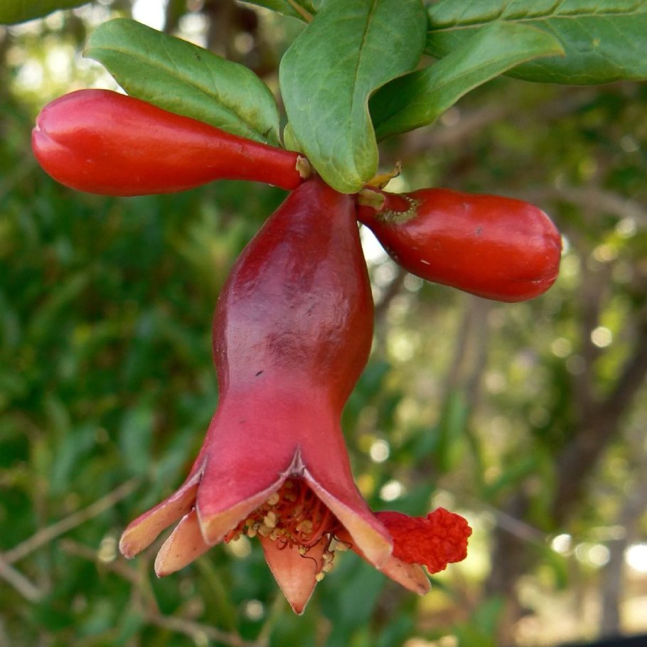 Гранат Punica granatum