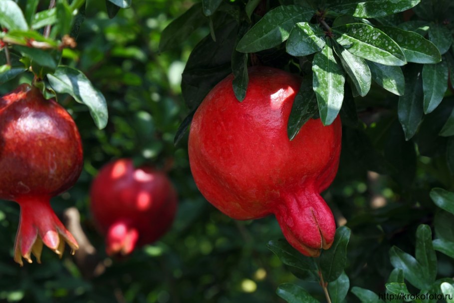 Гранат (гранатник) обыкновенный