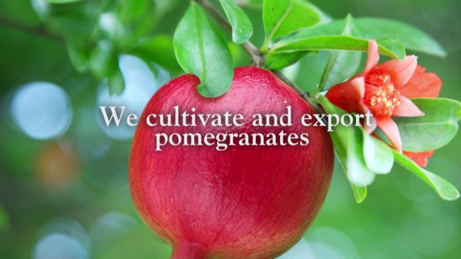 Гранатовое дерево цветение