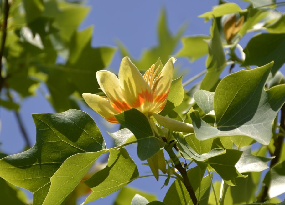 Liriodendron tulipifera