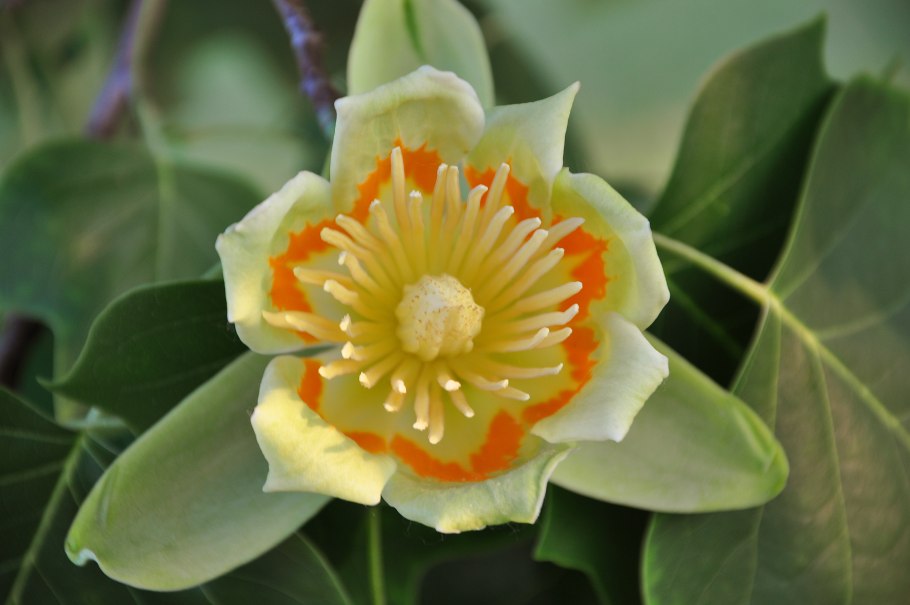 Liriodendron tulipifera тюльпановое дерево