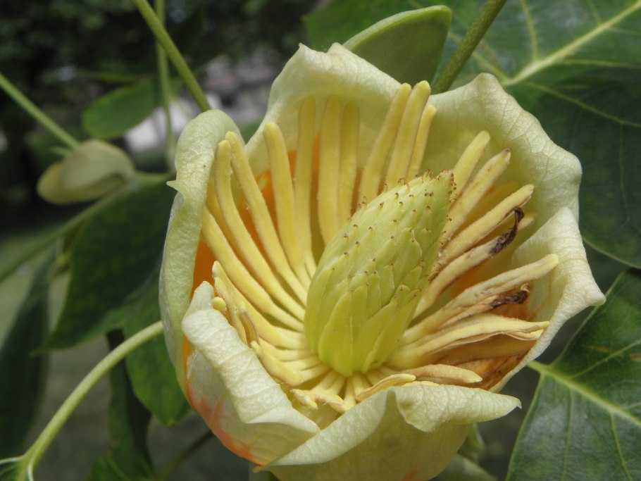 Лириодендрон тюльпанный (Liriodendron tulipifera)