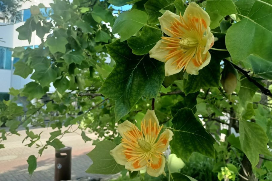 Лириодендрон Тюльпановый Росан