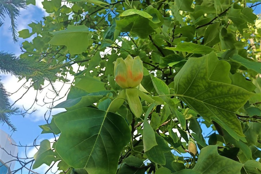 Тюльпановое дерево в Калининграде