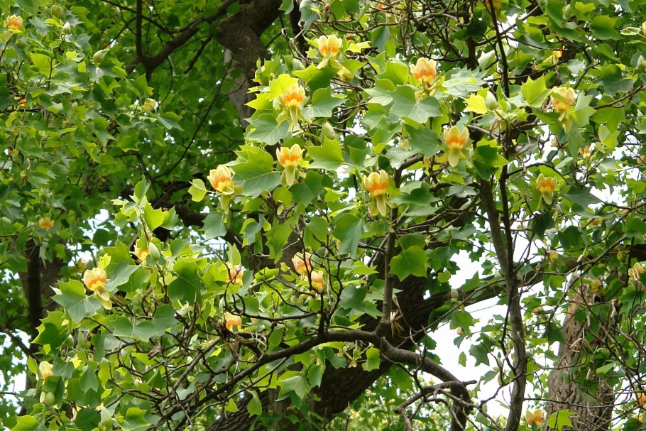 Лириодендрон Тюльпановый Liriodendron tulipifera