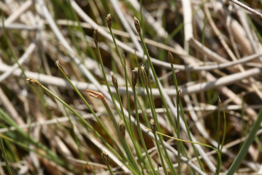 Пухонос Альпийский