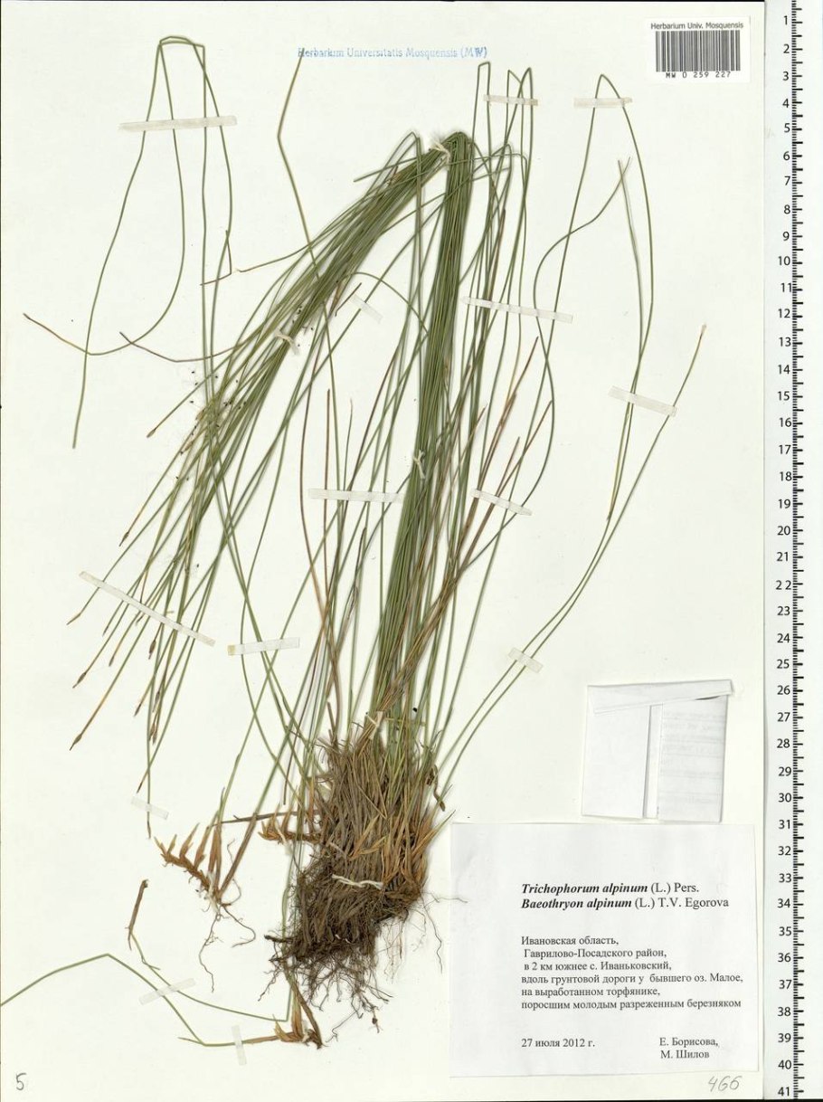 Пушица Альпийская