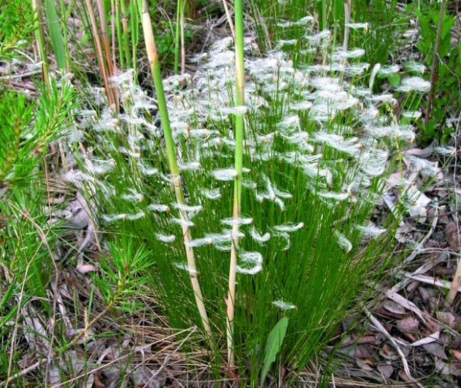 Пушица (Eriophorum)