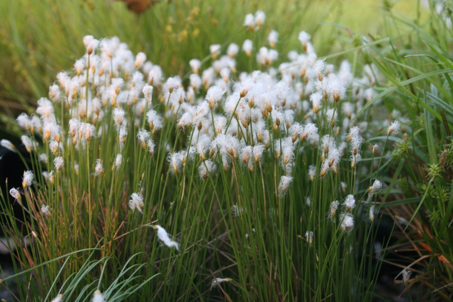 Пухонос дернистый