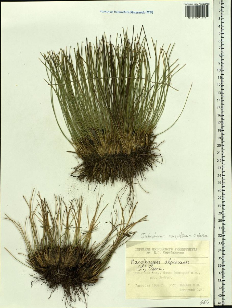 Пушица влагалищная