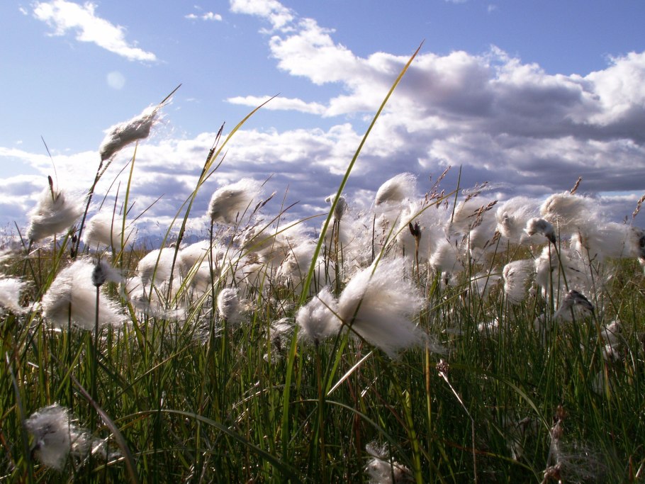 Жемчужник Альпийский