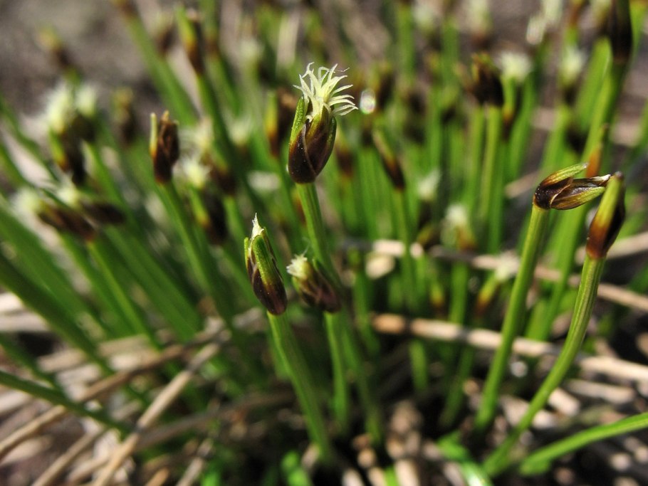 Пушица Шейхцера (Eriophorum scheuchzeri)
