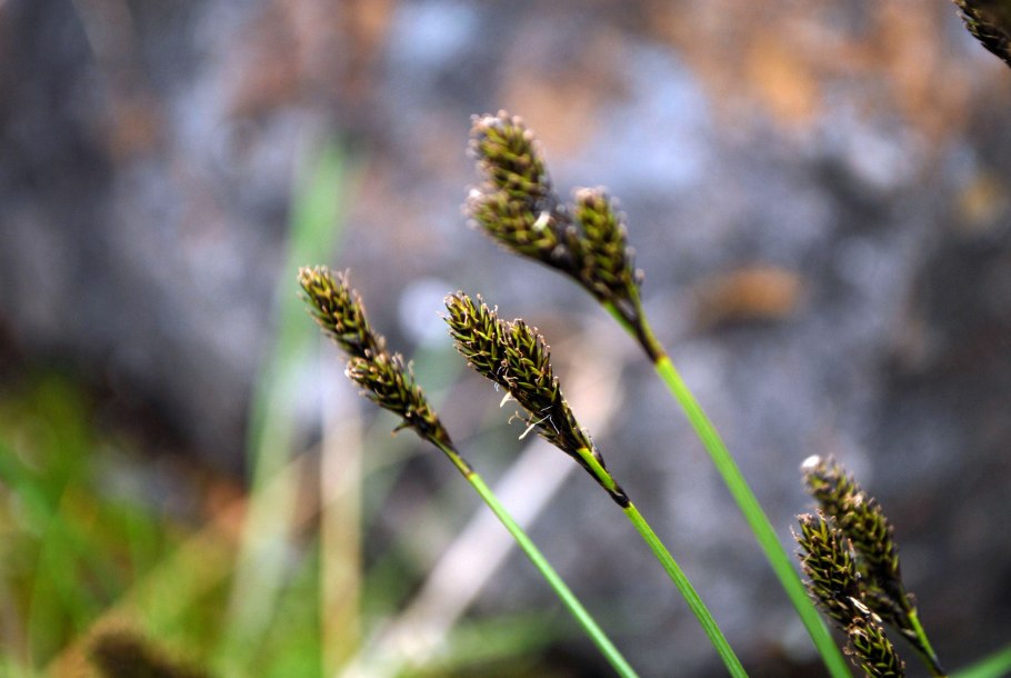 Пухонос Альпийский красная книга Ярославской области