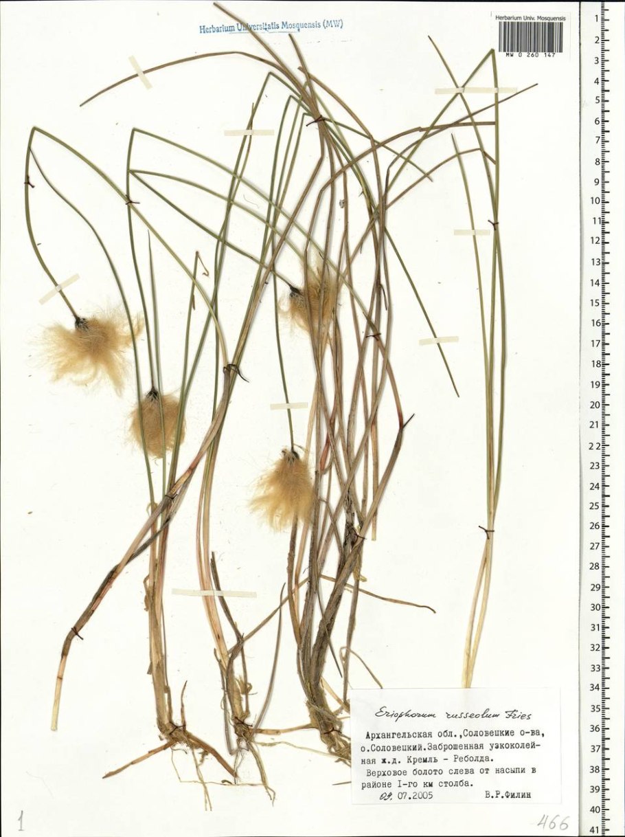 Пушица (Eriophorum)