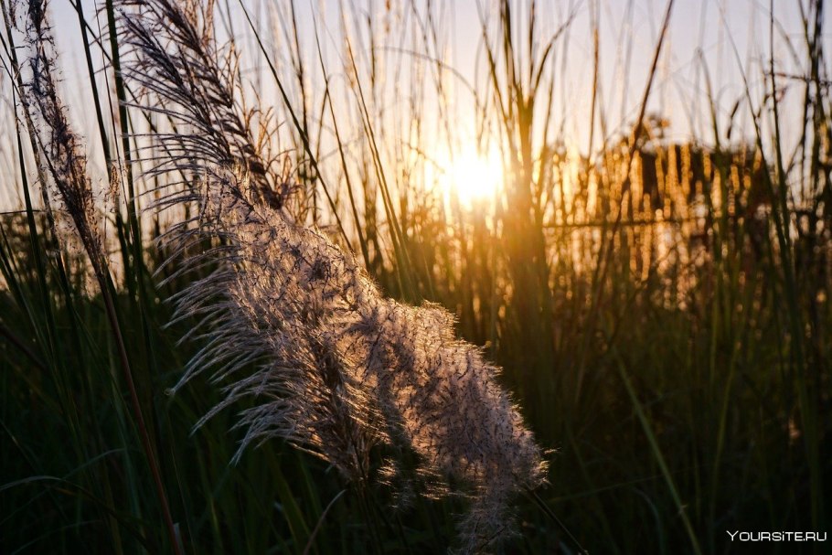 Тростник на ветру