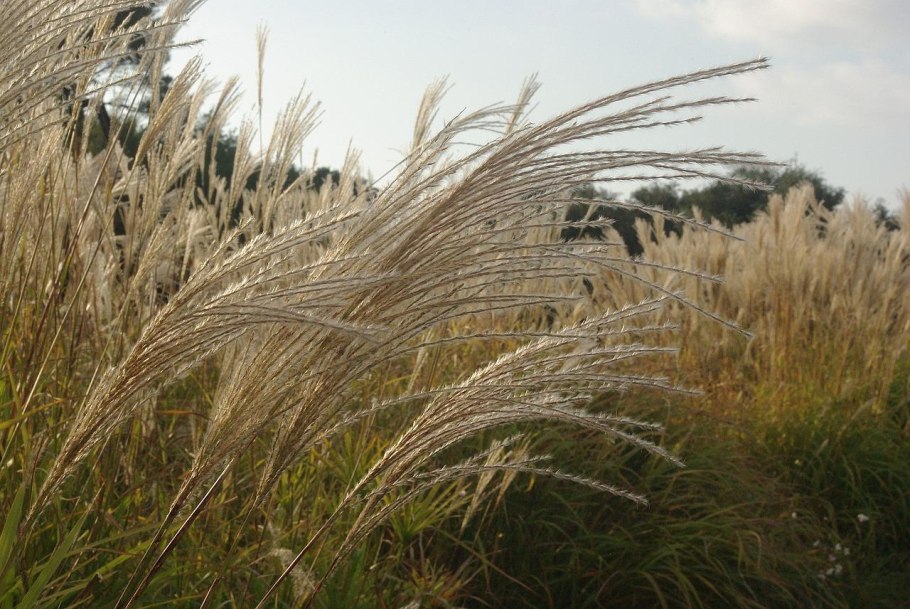 Marsh grass Fosco