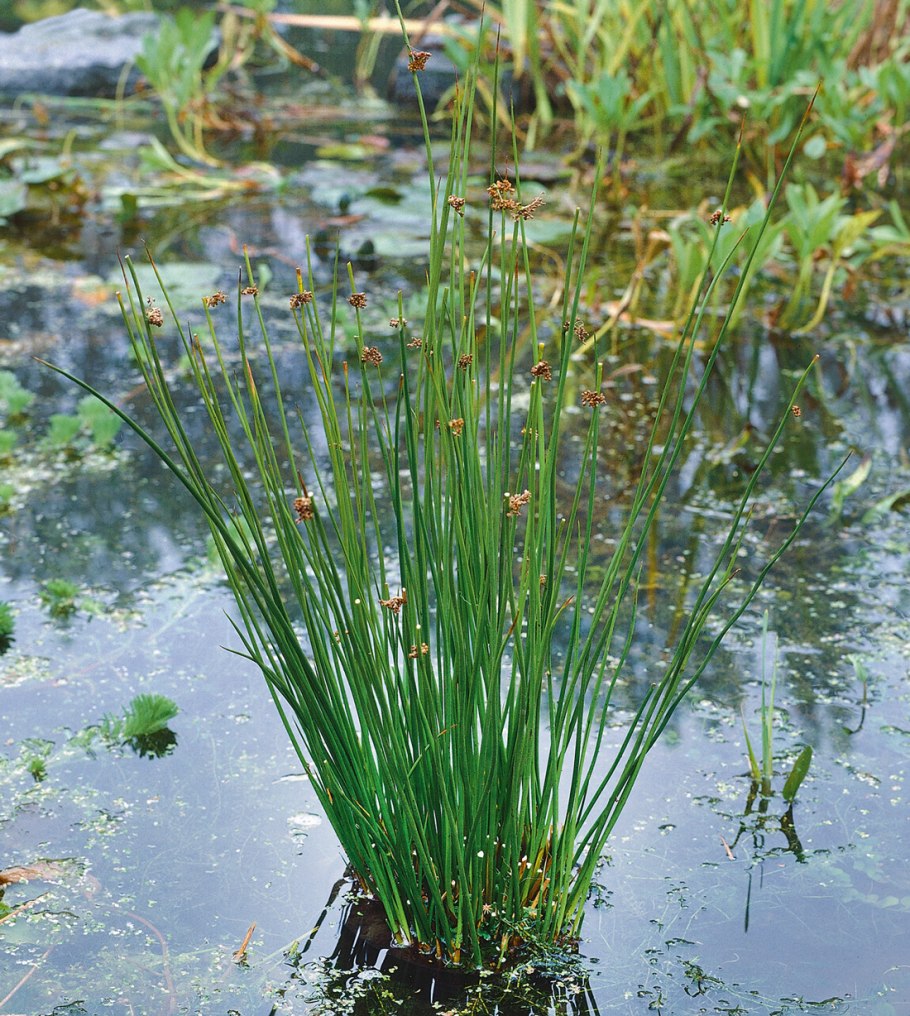 Ситник мечелистный (Juncus ensifolius)