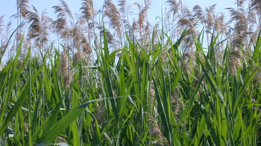 Тростник обыкновенный phragmites Australis