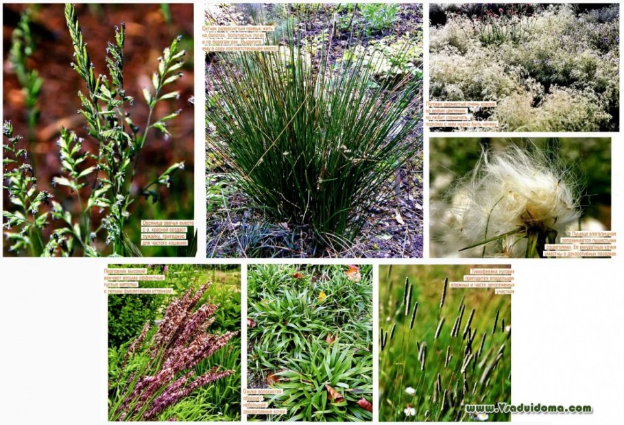 Семейство злаки декоративные растения