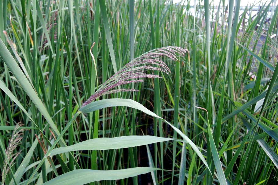 Тростник Южный phragmites Australis