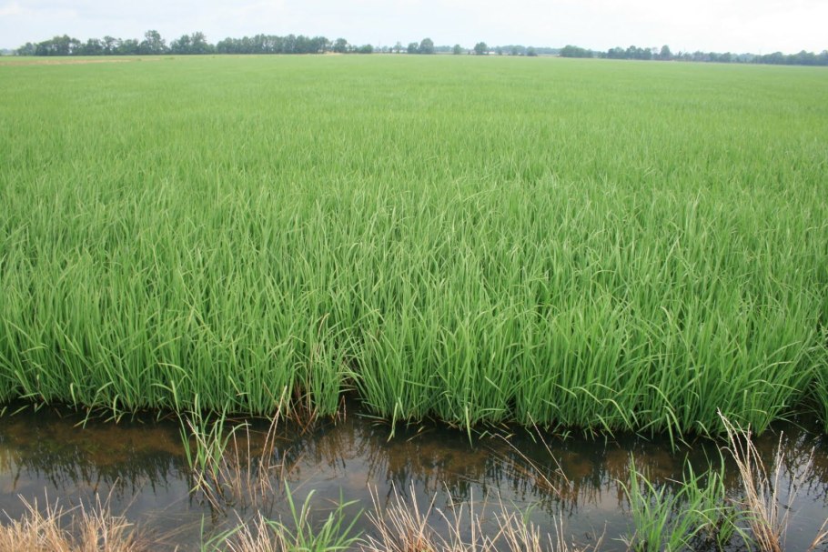 Как растет рис