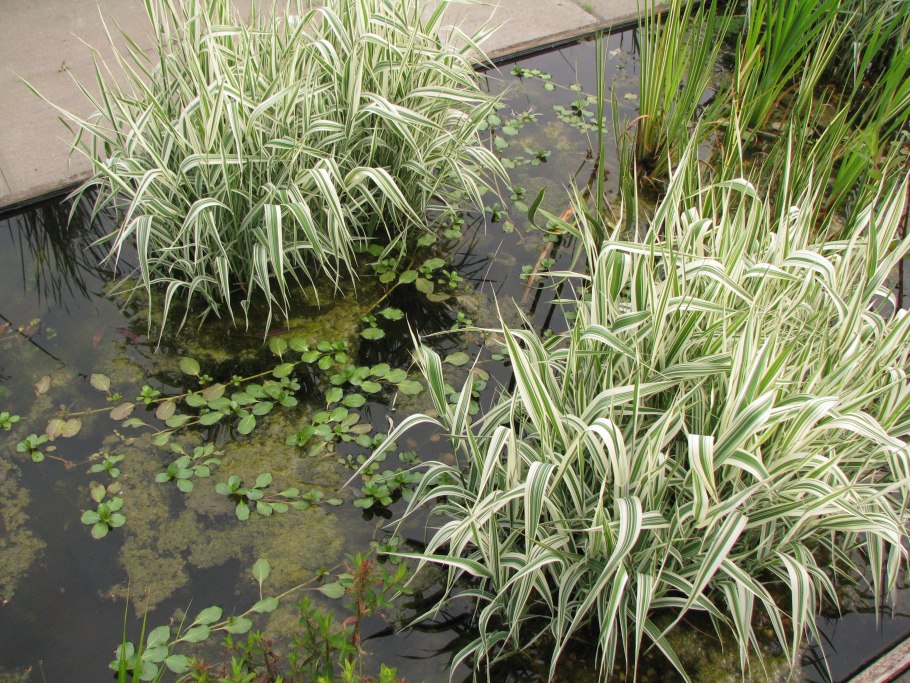 Молиния голубая Скайресер