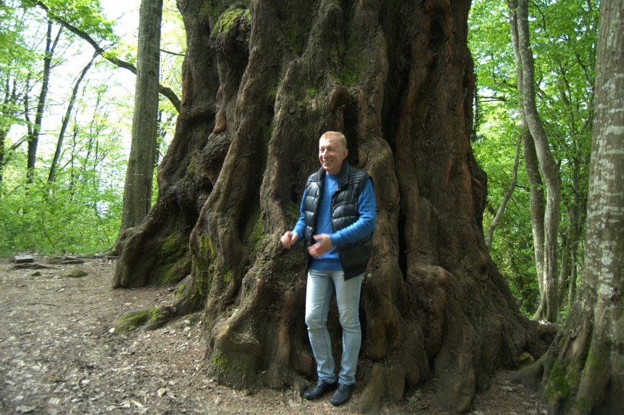 Сочинский национальный парк дуб