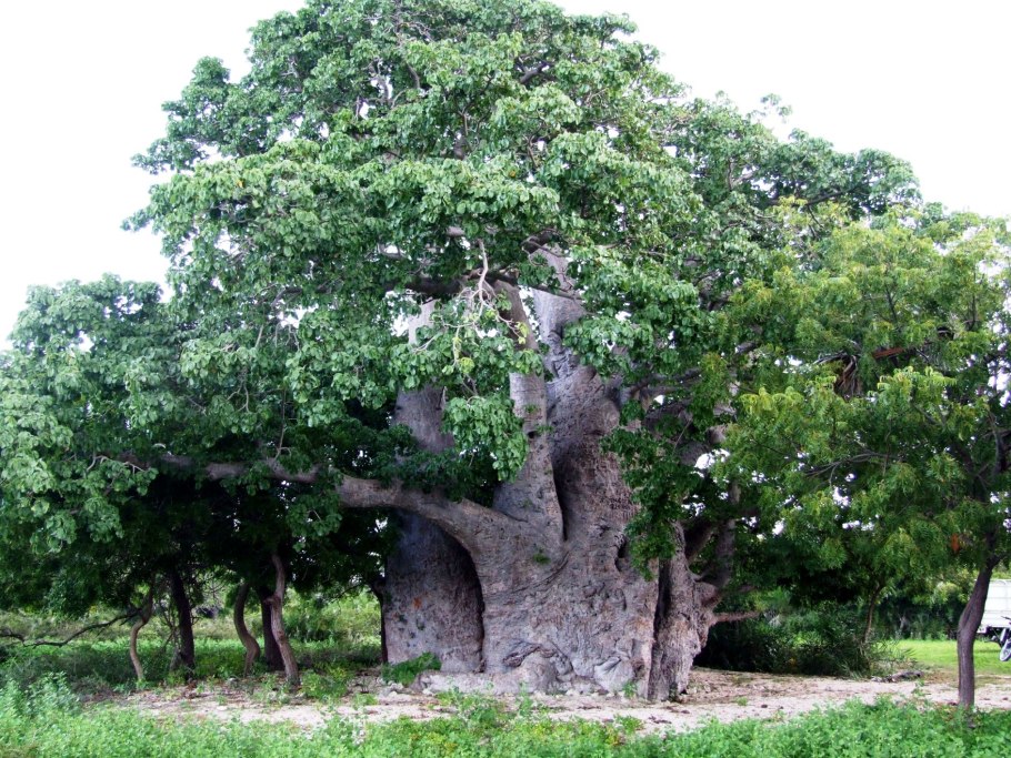 Коренастый дуб