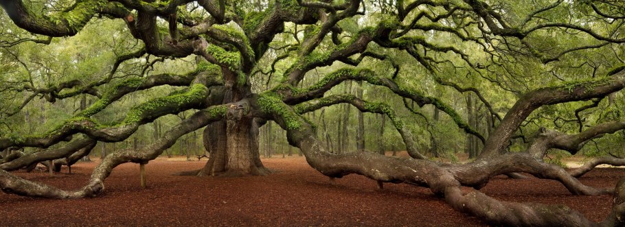 Дуб ангела Чарльстон США