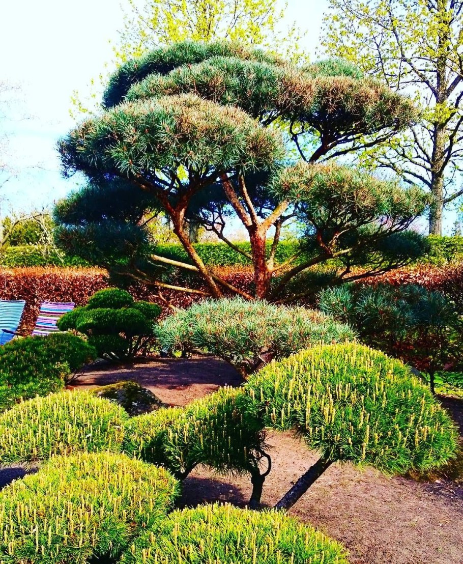 Тис ягодный ниваки