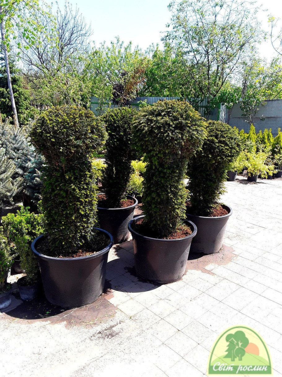 Juniperus procumbens Bonsai