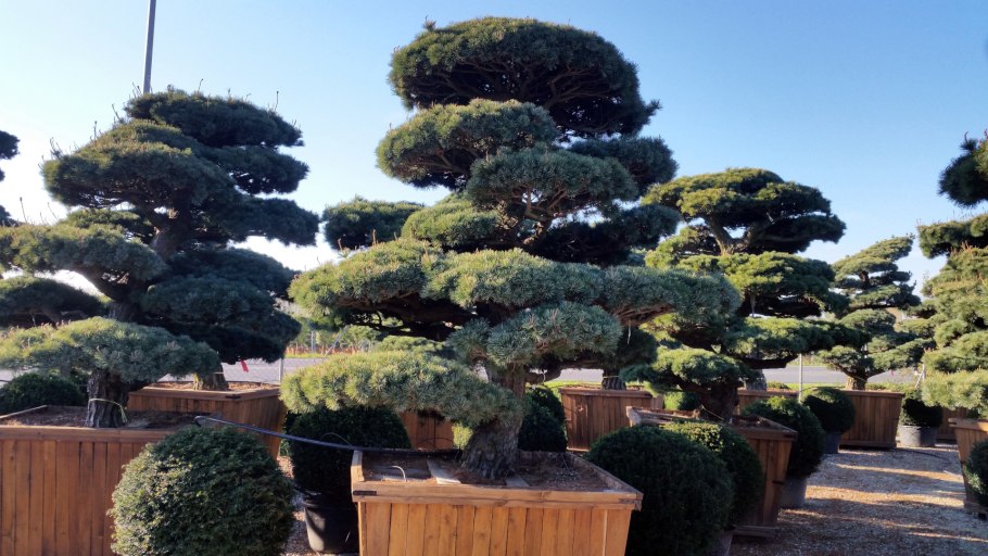 Ногоплодник бонсай