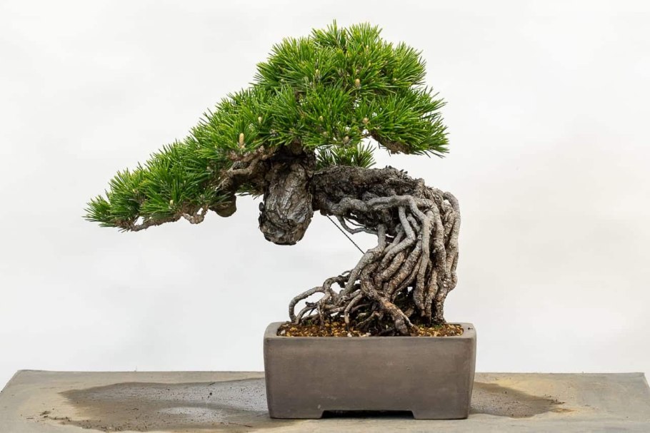 Спиральная обрезка тис ягодный