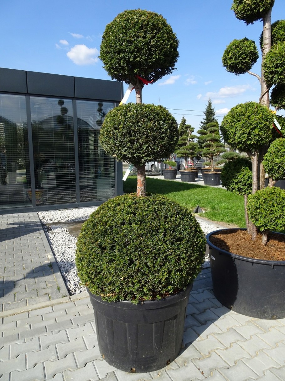 Сосна Горная Мугус ниваки