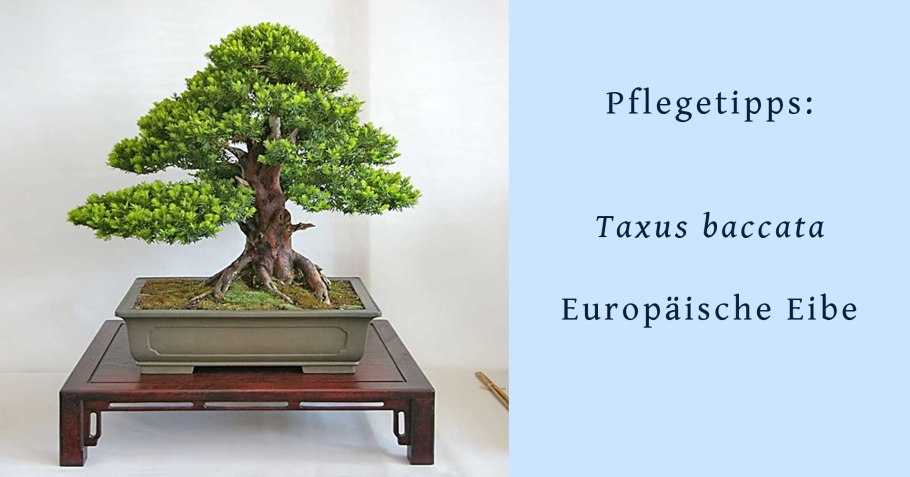 Икадабуки бонсай дзен