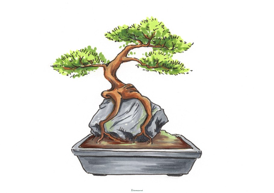 Сосна Горная Радиата бонсай