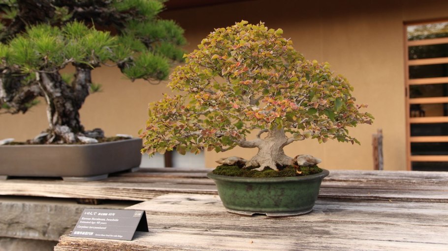 Тис ягодный ниваки