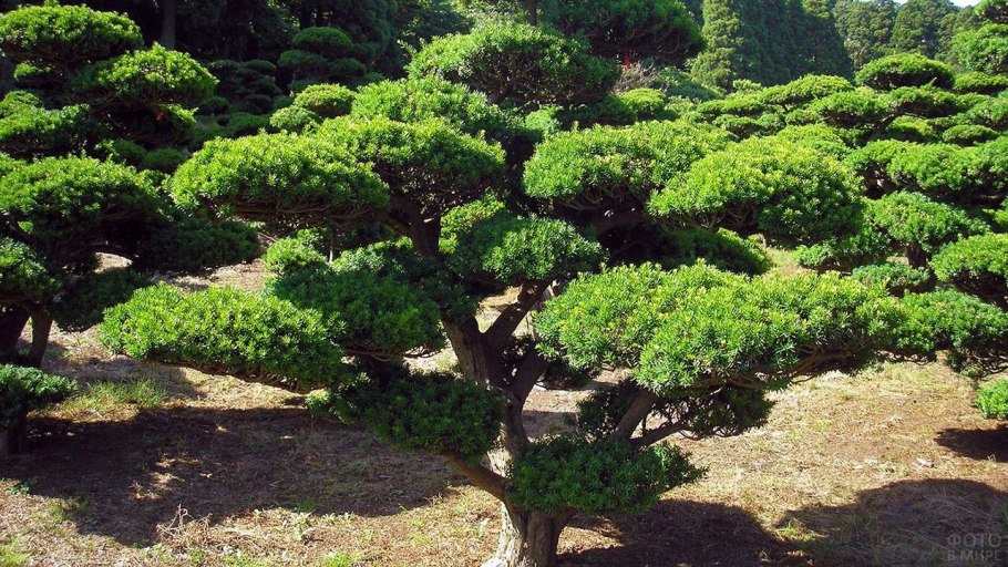 Тис остроконечный Taxus cuspidata