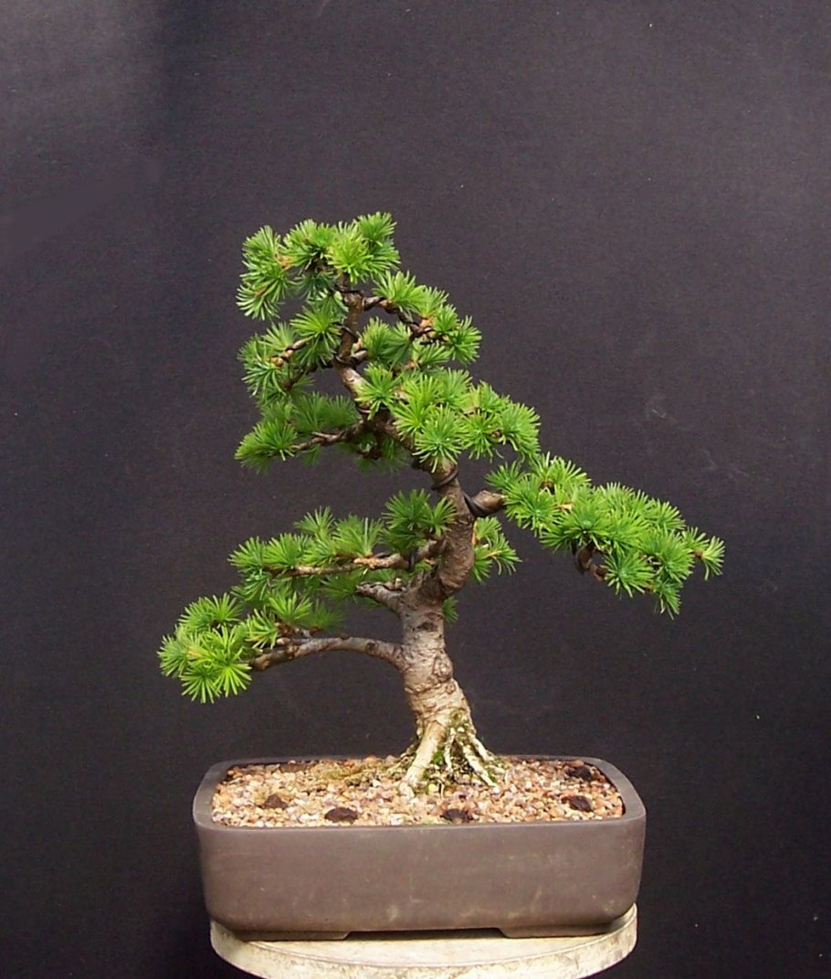 Бонсай Тюхин