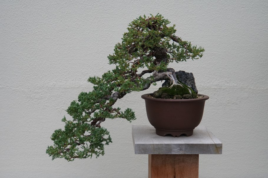 Туя бонсай ниваки