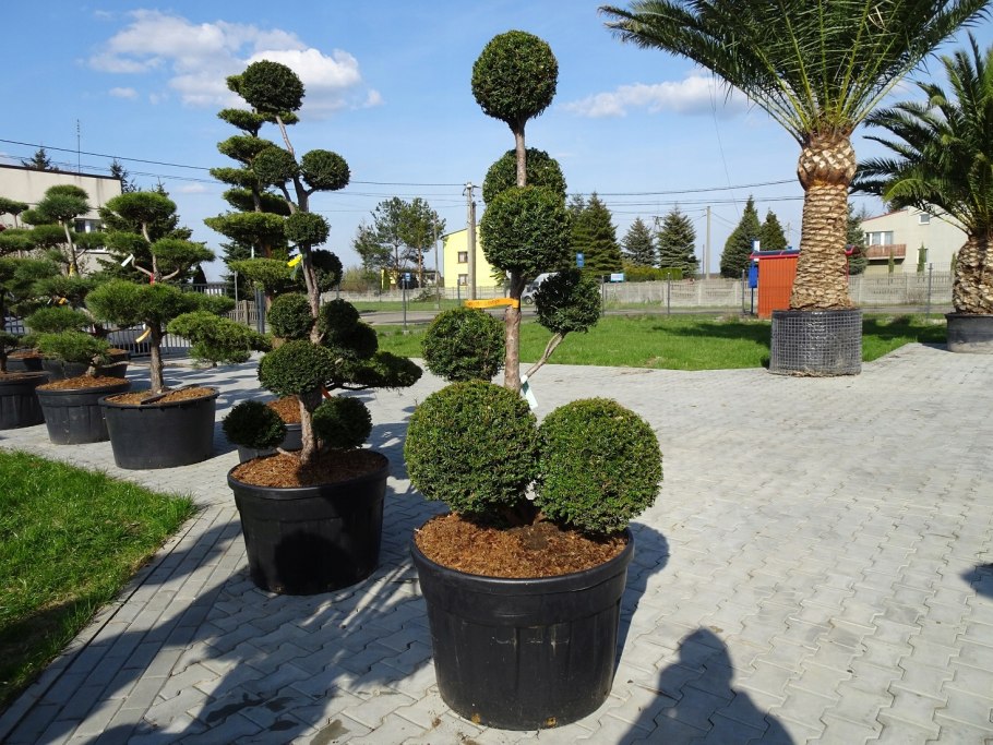 Тис ягодный бонсай