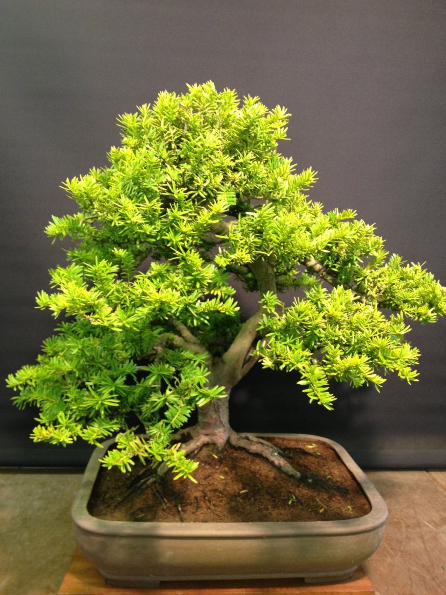 Тис бонсай ниваки