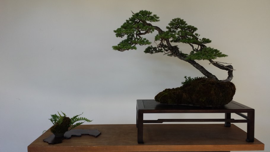 Taxus cuspidata Bonsai