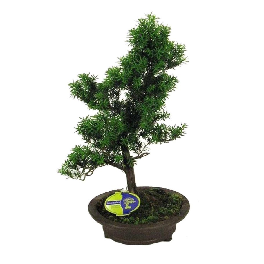 Бонсай d15 h25