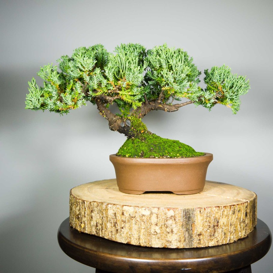 Бонсай исицуки