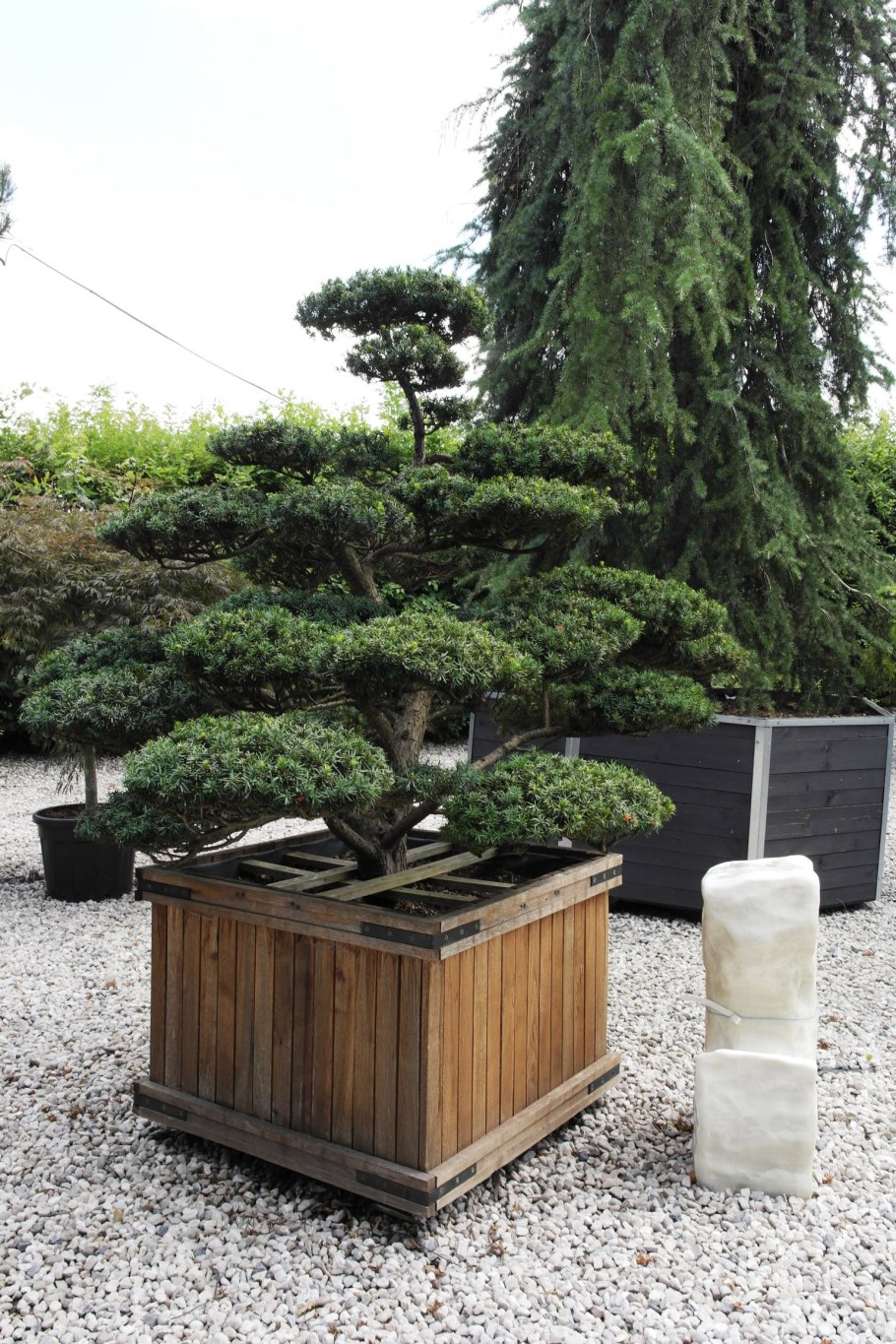 Taxus cuspidata Bonsai