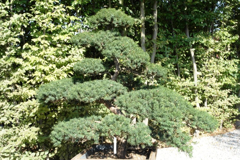 Тисс бонсай