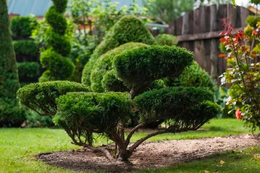 Сосна Горная бонсай ниваки