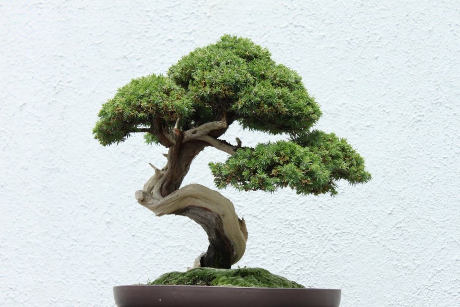 Криптомерия бонсай (фукинагаси)