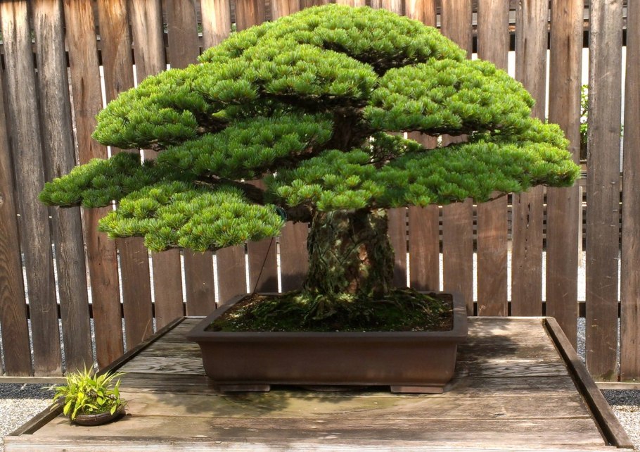 Туя бонсай ниваки